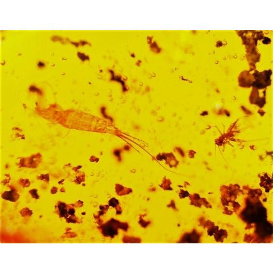 琥珀ドミニカ産 虫入り琥珀 紙魚シミ コオロギ 小さな黄金虫等 大型裸石 Ins0047 琥珀屋 通販 Yahoo ショッピング