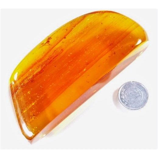 人気no 1 本体 琥珀バルト産虫入り琥珀 ガガンボ 蜂 コオロギ 蟻 蜘蛛２匹等 特大型裸石 Ins0077 琥珀屋 通販 Yahoo ショッピング 100 の保証 Asmistansa Ac Id