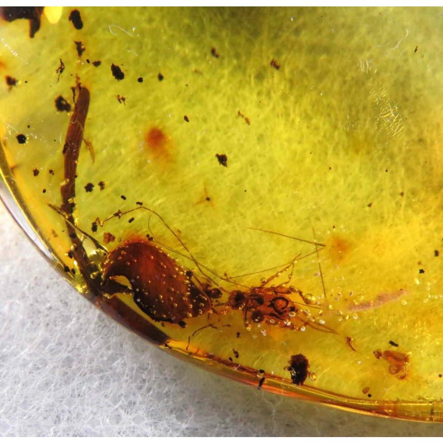 コロンビア産虫入りアンバー