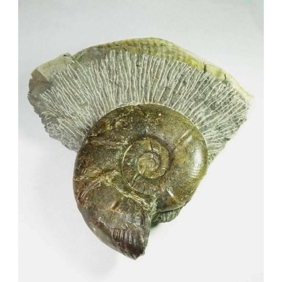 北海道三笠産 アンモナイト 値下げしました