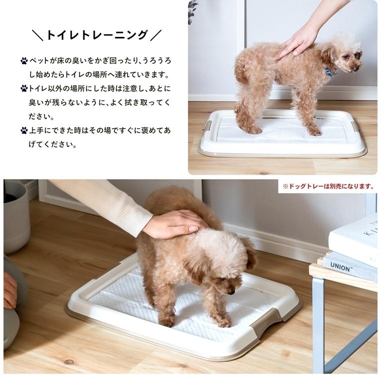 コーナン オリジナル 薄型ペットシーツ レギュラー ８００枚 通販限定品 コーナンeショップ Yahoo ショッピング店 通販 Yahoo ショッピング