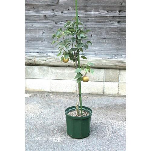 兼弥産業 スリットポット 径24cm×底径20．5cm×高さ21cm