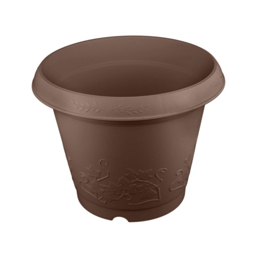 PECO POCOソテツディオーン　10号特大苗木最高等級極上品‼️　希少 ソテツディオーン 10号特大苗木最高等級極上品‼️ 希少