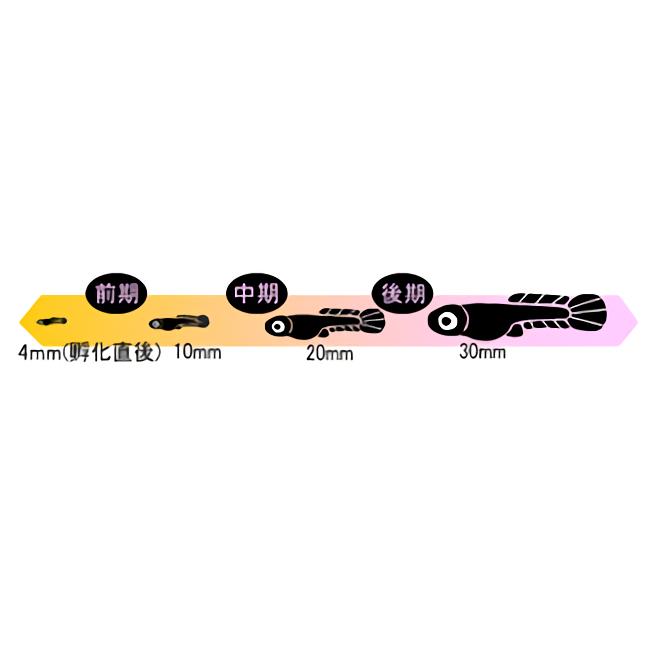 キョーリン ひかりプランクトン 前期/中期/後期 (顆粒粉末) 2kgx5袋セット | Hikari（ペット用品） | 01