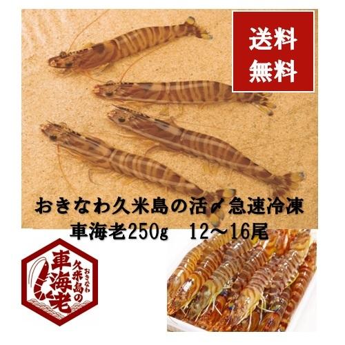 車海老250g 12 16尾 沖縄久米島 久米総合開発 活〆急速冷凍 送料無料 車えび 車エビ えび エビ くるまえび こいてんヤフーショッピング店 通販 Yahoo ショッピング