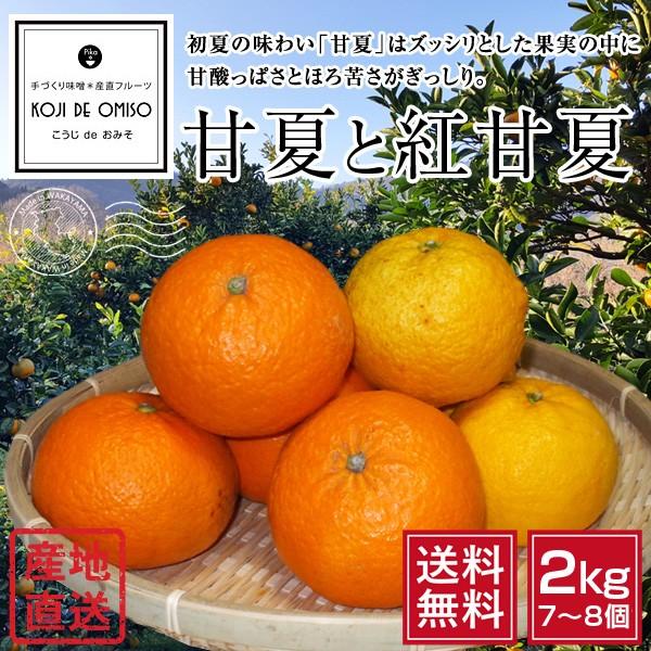 産地直送！和歌山産 甘夏と紅甘夏 2kg ［送料無料］｜koji-de-omiso