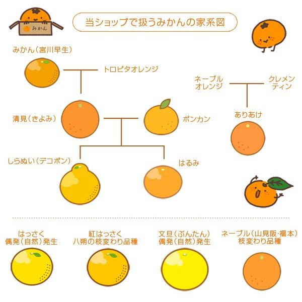 産地直送！和歌山産 紅八朔（紅はっさく）Mサイズ 約2kg 5〜6個 : koji