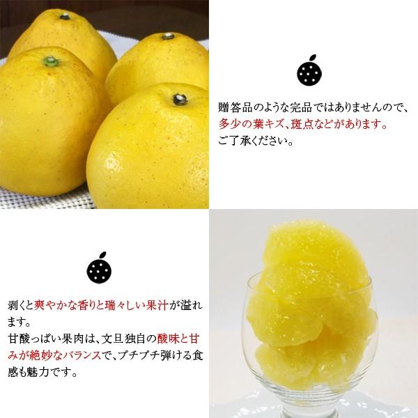 産地直送！ 和歌山産 文旦 1個 約500g : koji de omiso - 通販 - Yahoo
