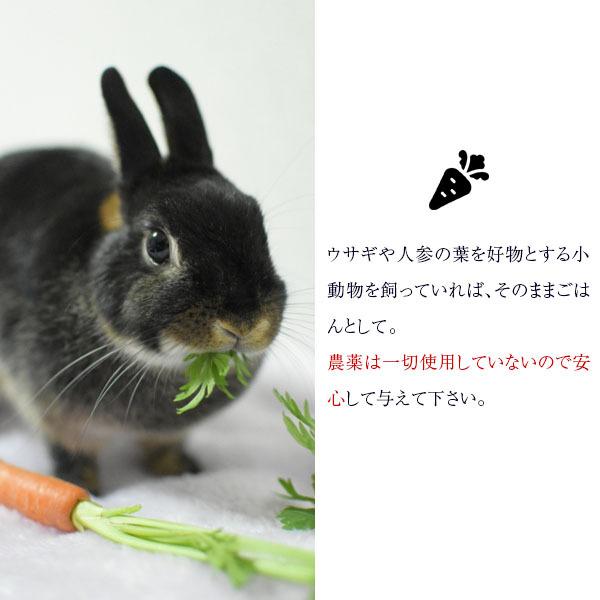 ノカンゾウ200g 　採取　当日発送　無農薬　山菜　新鮮 1865765422.jpg?1681699537