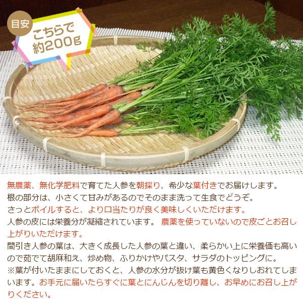 無農薬！和歌山産 朝採り間引き人参（葉付き人参）200g □期日指定不可