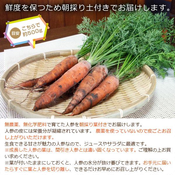 無農薬 和歌山産 朝採り葉付き人参 1kg［送料無料 ※北海道、沖縄は送料
