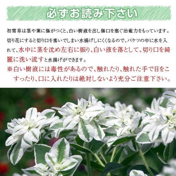 初雪草 はつゆきそう 1束 生花以外同梱不可 100サイズで発送 翌日お届け地域限定 期日指定不可 Hatuyuki2 Koji De Omiso 通販 Yahoo ショッピング