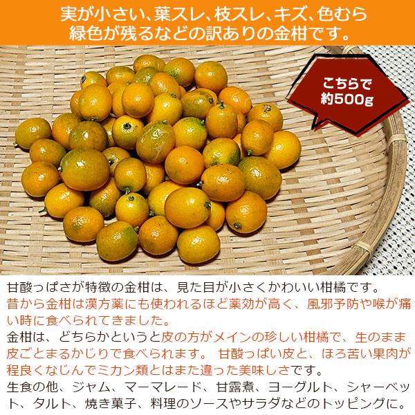 無農薬！ 和歌山産 訳あり 金柑（きんかん）500g ※露地栽培・サイズ