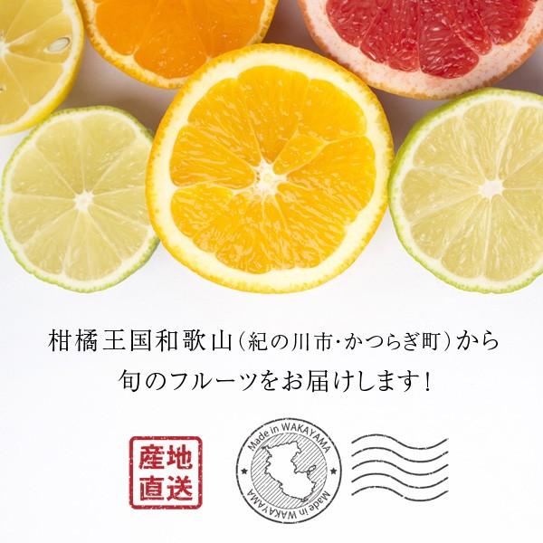 無農薬！ 和歌山産 金柑（きんかん）500g ※露地栽培・サイズ不揃い