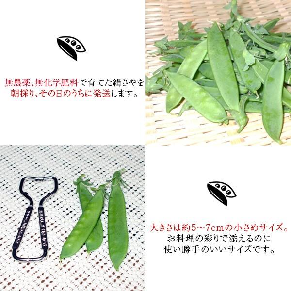 無農薬 和歌山産 朝採り 絹さや（さやえんどう）約70g □期日指定不可