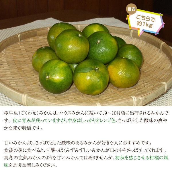 宮崎県産◎みかん 10kg  爽やかな甘さと程好い酸味◎極早生c