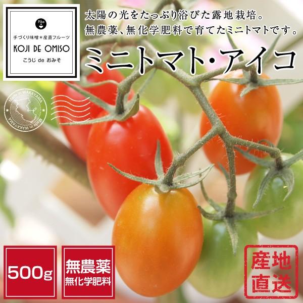 無農薬 和歌山産 朝採りミニトマト アイコ プチトマト 500g 期日指定不可 翌日