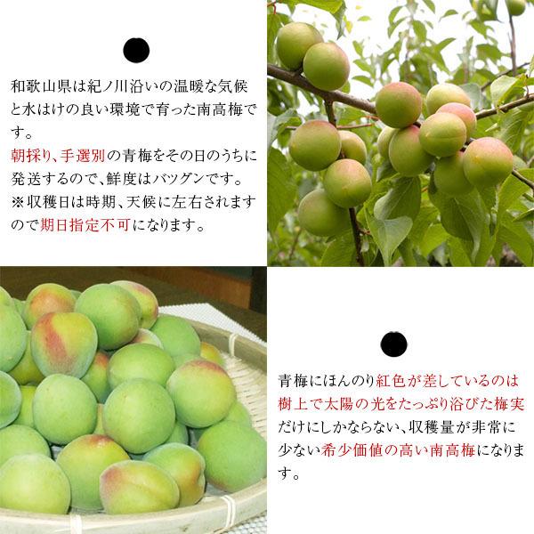 6月上旬より発送】和歌山産 朝採り！訳あり 南高梅（青梅）1kg □ 発送