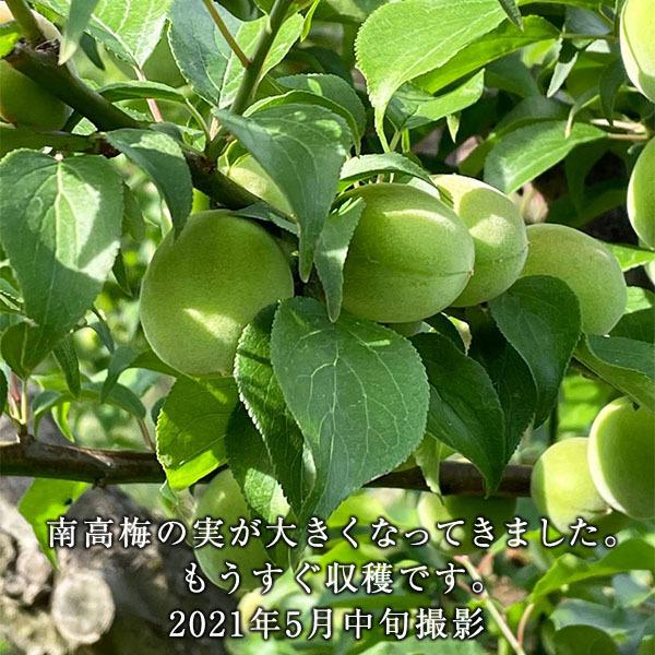 格安店 予約販売 和歌山産 朝採り 南高梅 青梅 1kg 2l以上 発送翌日受取り限定 期日指定不可 6月初旬 中旬 予定 から順次発送 Wantannas Go Id