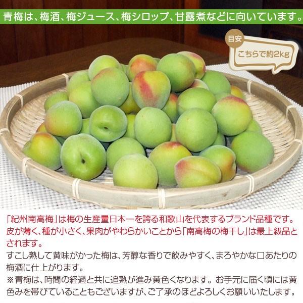 和歌山産 朝採り！南高梅（青梅）5kg 2L以上［送料無料］発送翌日受取り限定 ■期日指定不可・6月初旬より順次発送■｜koji-de-omiso｜06