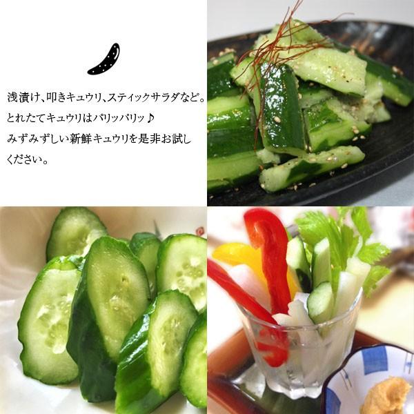 無農薬 朝採りきゅうり サイズ混合 500g □期日指定不可・発送翌日受取