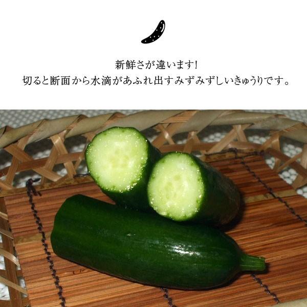 無農薬 朝採りきゅうり サイズ混合 500g □期日指定不可・発送翌日受取