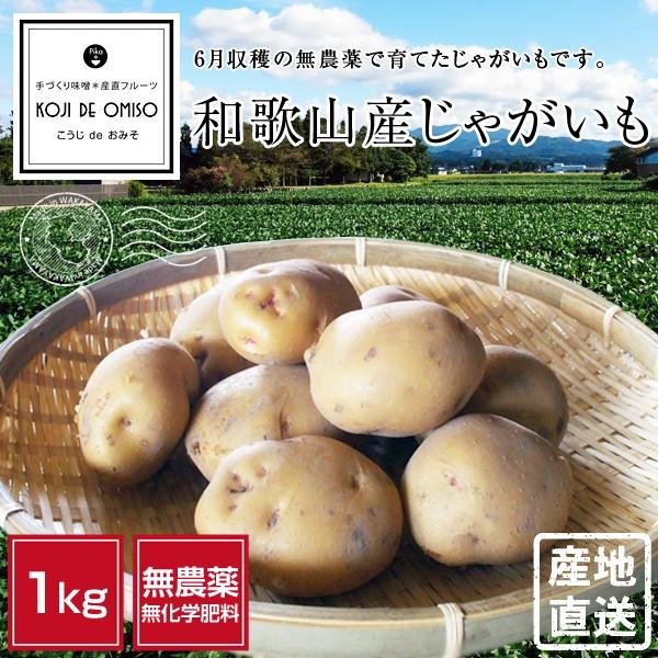 無農薬 和歌山産じゃがいも（キタアカリ） 1kg｜koji-de-omiso