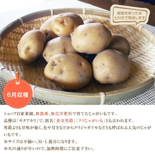 無農薬 和歌山産じゃがいも キタアカリ 1kg Potato1000 Koji De Omiso 通販 Yahoo ショッピング