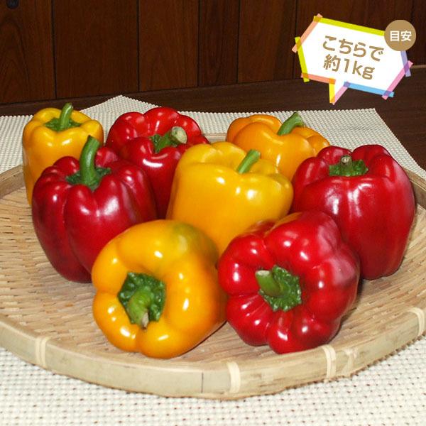 産地直送！和歌山産 パプリカ 1kg □期日指定不可・発送翌日受取限定
