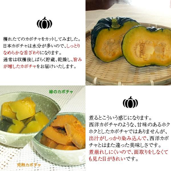 無農薬 和歌山産 訳あり 日本かぼちゃ 5kg 送料無料 Pumpkin B5000 Koji De Omiso 通販 Yahoo ショッピング