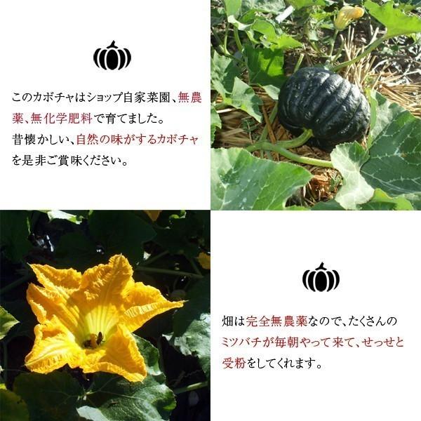 即納送料無料!種 花たね 宿根かすみ草 1袋(250mg) 花 タキイ種苗 草花 種子 宿根かすみ草・スノーフレーク