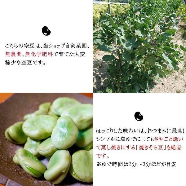 【5月上旬より発送】和歌山産 無農薬 朝採り空豆（そら豆）1.5kg［送料無料］■期日指定不可・発送翌日受取限定■ ※翌日お届け時間帯にご注意ください。｜koji-de-omiso｜06