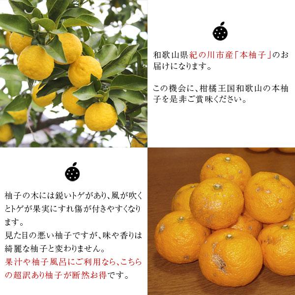 産地直送! 和歌山県 超訳あり 本柚子(ゆず)1kg ※サイズ不揃い 産地直送! 和歌山県 超訳あり 本柚子(ゆず)1kg ※サイズ不揃い