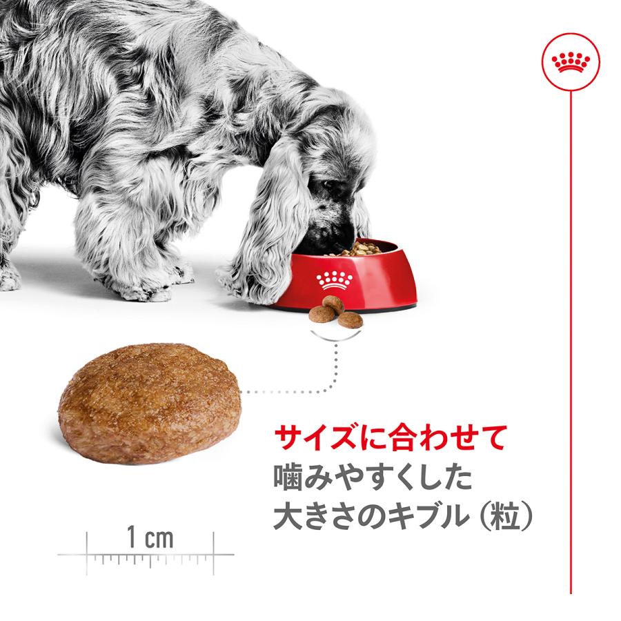 ロイヤルカナン（ROYAL CANIN） 犬 ドッグフード ミディアム アダルト