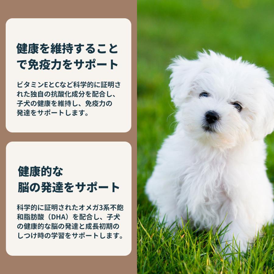  CANIN ミニインドアパピー 4kg ロイヤルカナン ミニインドアパピー 4kg (生後10カ月齢まで) Pets