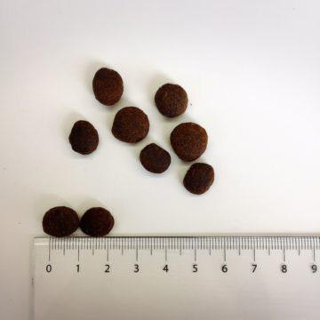 ブリットケア Brit Care ドッグフード グレインフリー パピー 1kg 子犬用 穀物不使用 無添加 | Brit | 01