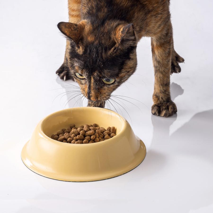 ドットにゃん ごはん 60g 猫用 無添加 おやつ キャットフード
