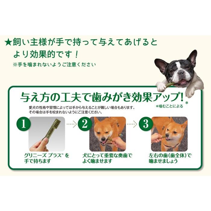 グリニーズプラス 成犬用 超小型犬用 体重2-7kg 6本入り(グリニーズ ティーニー 正規品) :n-grt-6:コジコジ - 通販 - Yahoo!ショッピング グリニーズプラス 成犬用 超小型犬用 体重2-7kg 6本入り(グリニーズ ティーニー 正規品) :n-grt-6:コジコジ - 通販 - Yahoo!ショッピング