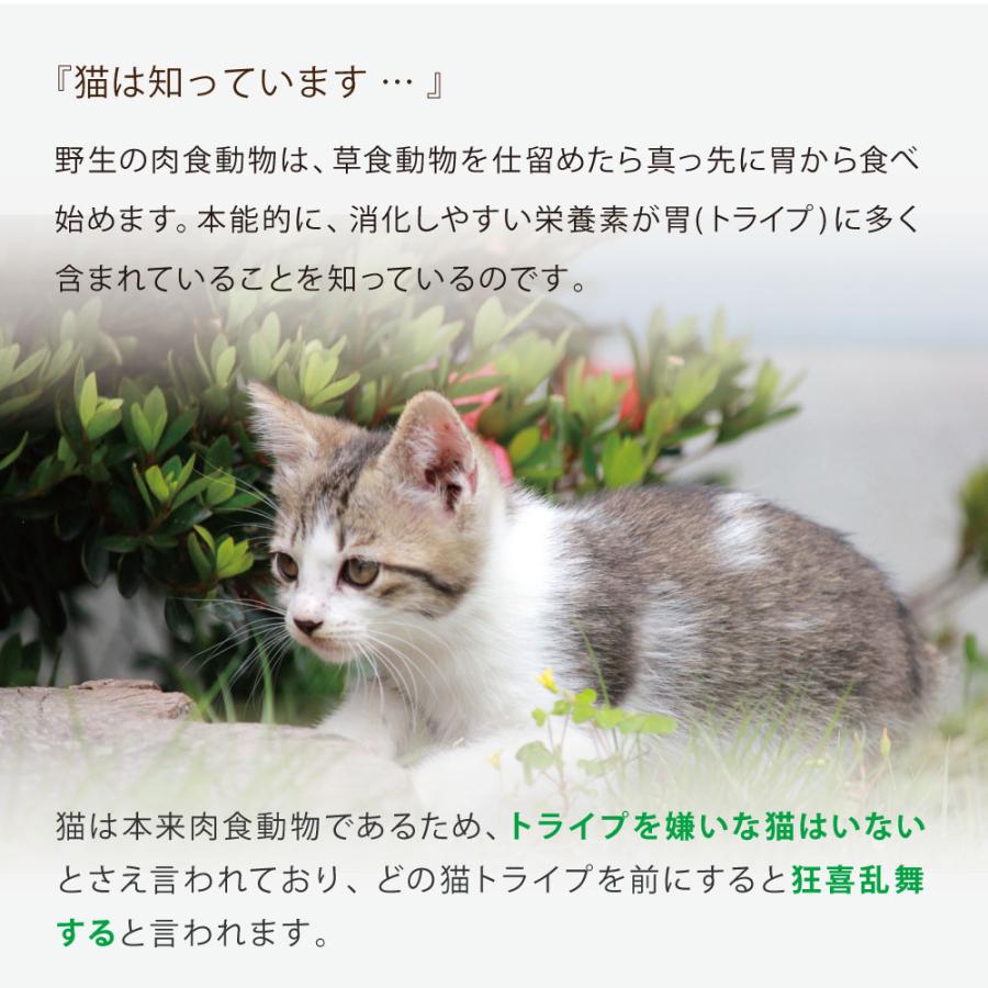 NUTRIPE（ニュートライプ） GFドライ キャット サーモン＆チキン with
