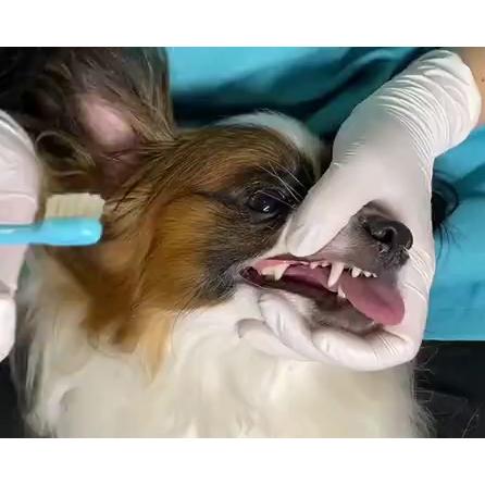 OraBio オーラバイオブラシ 中毛 グリーン 犬 歯ブラシ デンタルケア 歯磨き 無添加 国産 歯石 歯垢 全犬種 | ブランド登録なし | 08