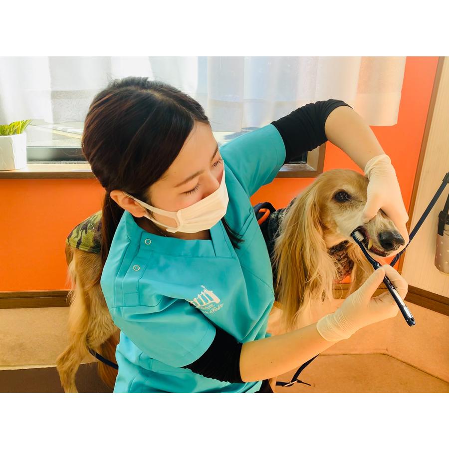 OraBio オーラバイオブラシ ラージ ネイビー 犬 歯ブラシ デンタルケア 歯磨き 無添加 国産 歯石 歯垢 中大型犬 | ブランド登録なし | 02