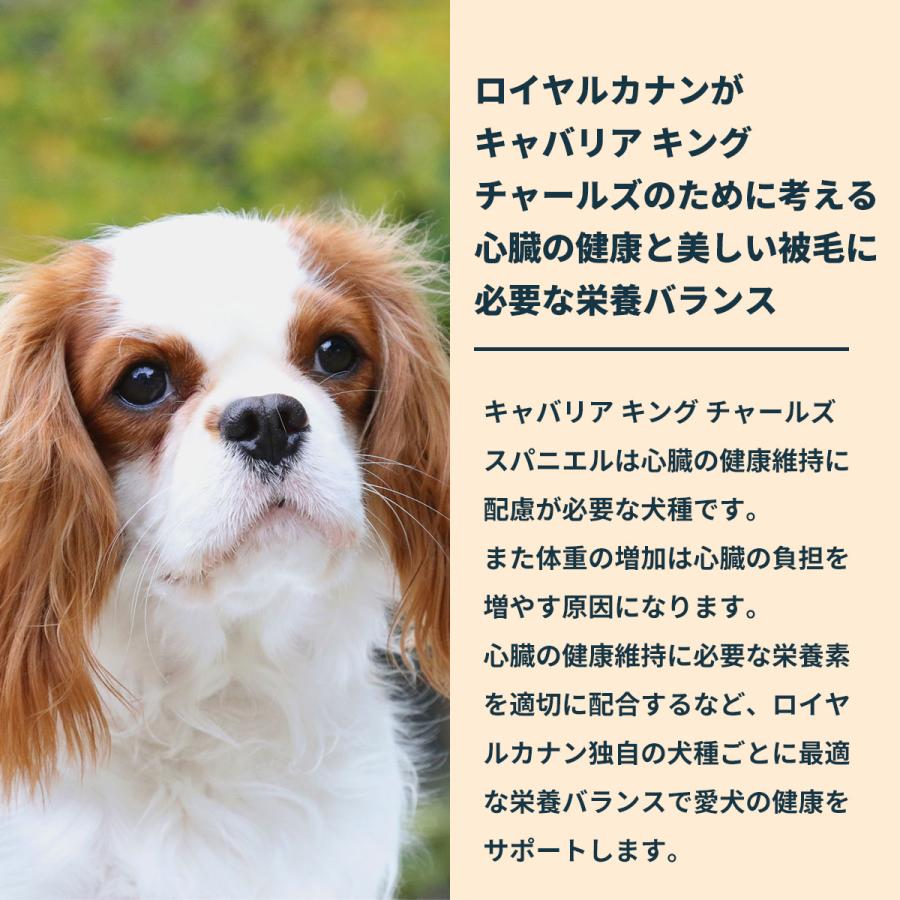 ロイヤルカナン（ROYAL CANIN） 犬 ドッグフード キャバリア キング
