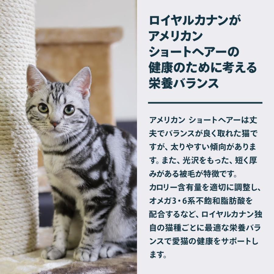 ロイヤルカナン（ROYAL CANIN） 猫 キャットフード アメリカンショート