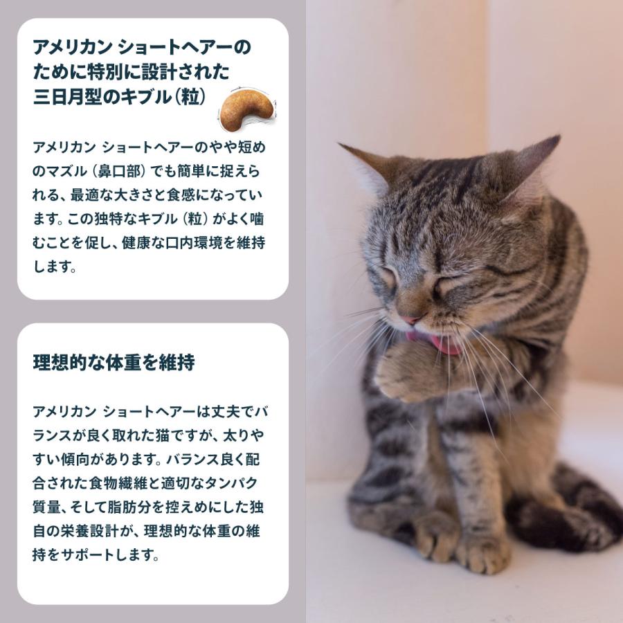 ロイヤルカナン（ROYAL CANIN） 猫 キャットフード アメリカンショート