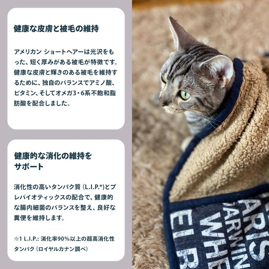 ロイヤルカナン（ROYAL CANIN） 猫 キャットフード アメリカンショート
