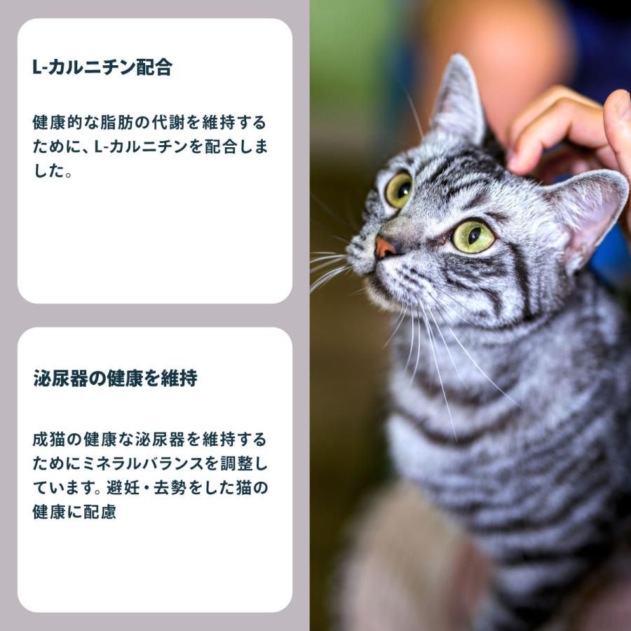 ロイヤルカナン（ROYAL CANIN） 猫 キャットフード アメリカンショート