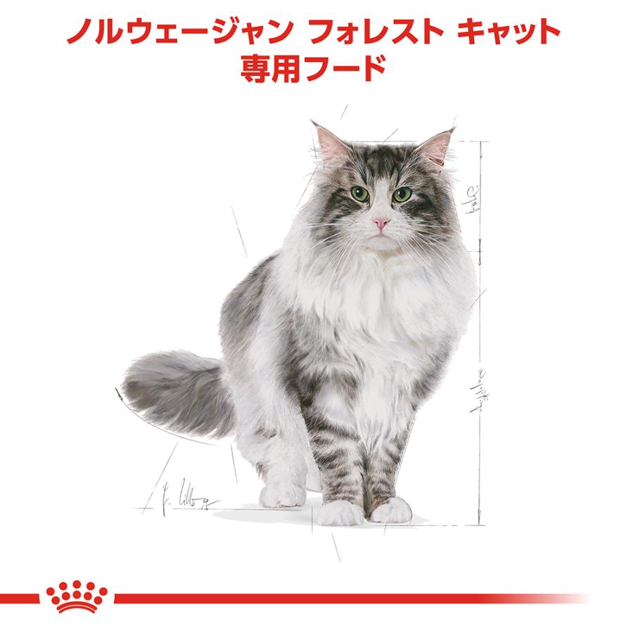 ロイヤルカナン 猫 キャットフード ノルウェージャン フォレストキャット専用フード 成猫用 400g×12袋_2