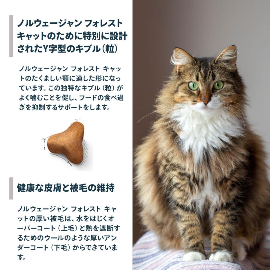ロイヤルカナン（ROYAL CANIN） 猫 キャットフード ノルウェージャン