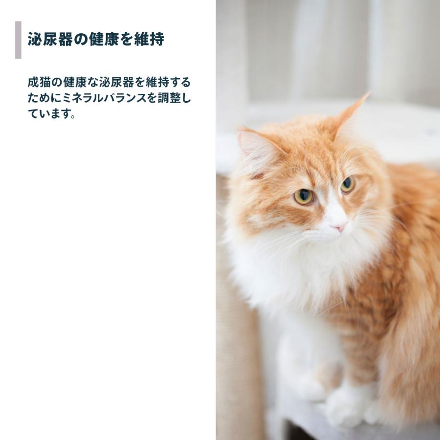 ロイヤルカナン（ROYAL CANIN） 猫 キャットフード ノルウェージャン