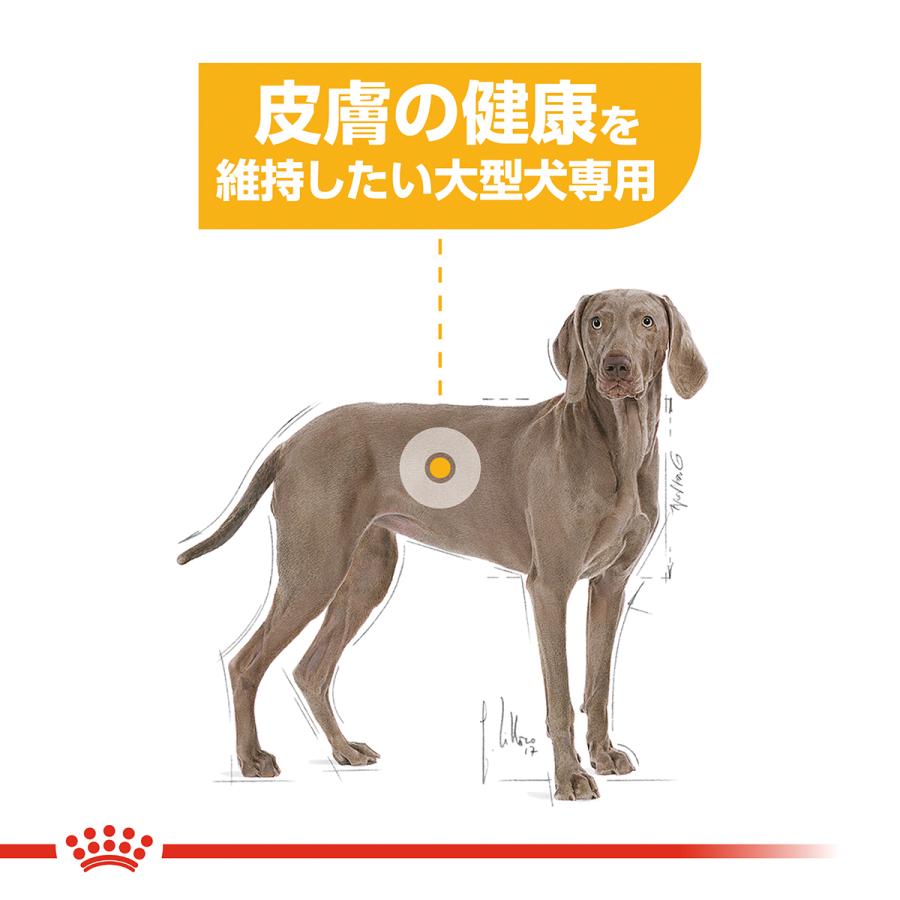 ドッグフード  CANIN MAXI DERMA COMFORT 12kg ロイヤルカナン（ROYAL CANIN） 犬 ドッグフード マキシダーマ
